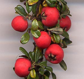 Cotoneaster integrifolius